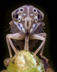 uploads/images/pest/mango leaf hopper.jpg